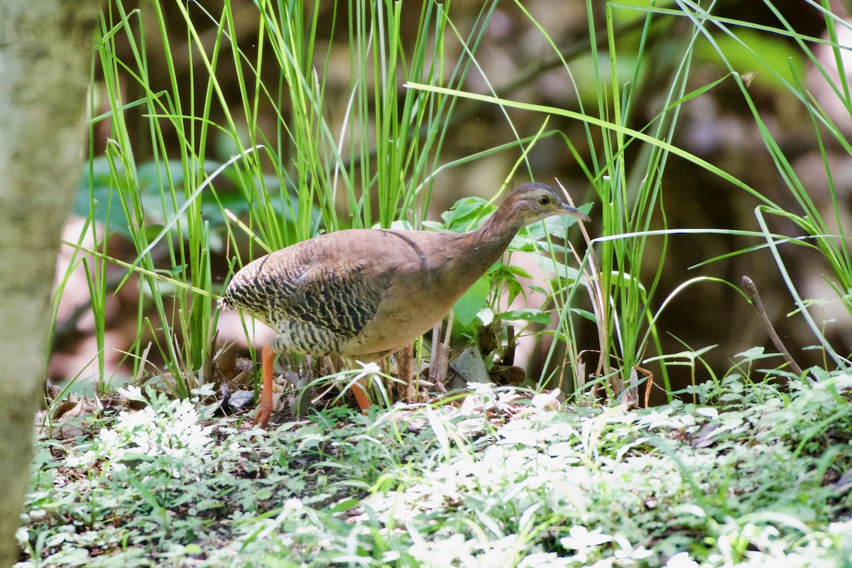 Thicket Tinamou - ML620464650