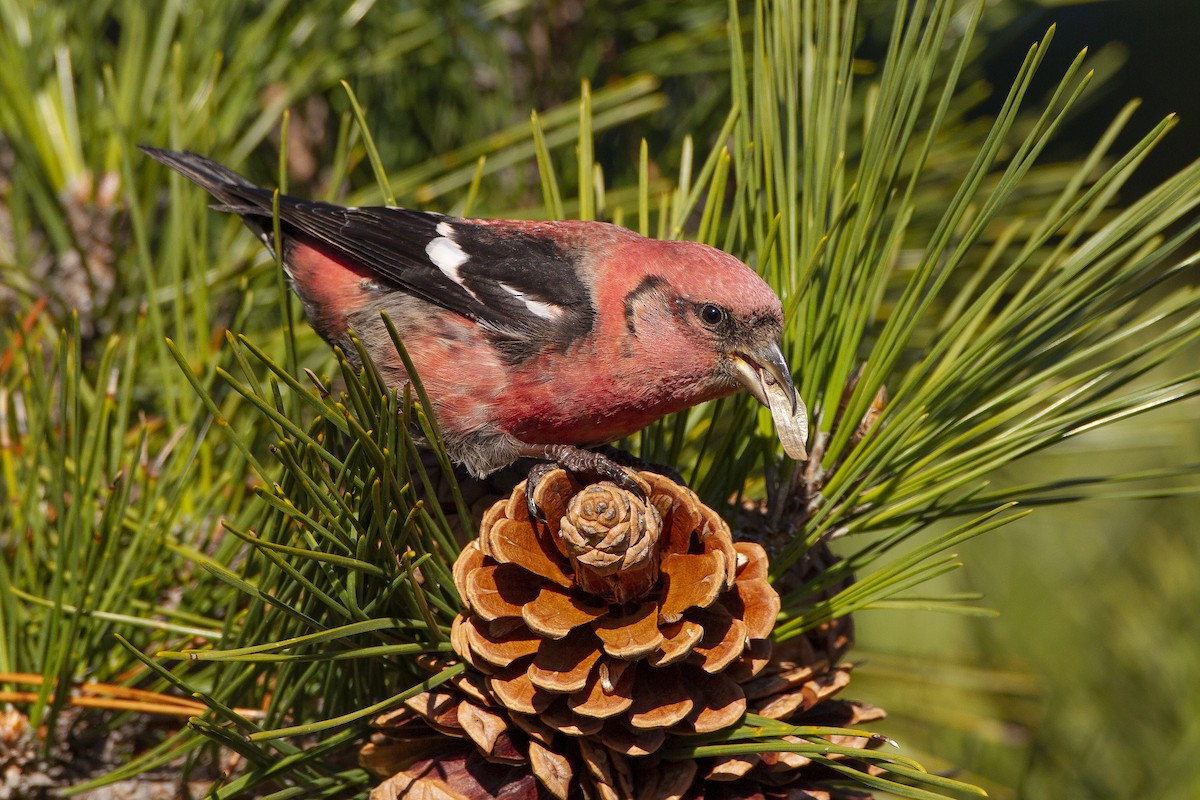 White-winged Crossbill - ML620464651