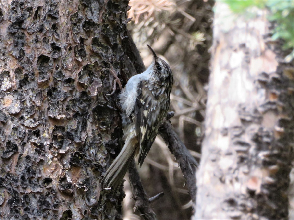 Brown Creeper - ML620464654