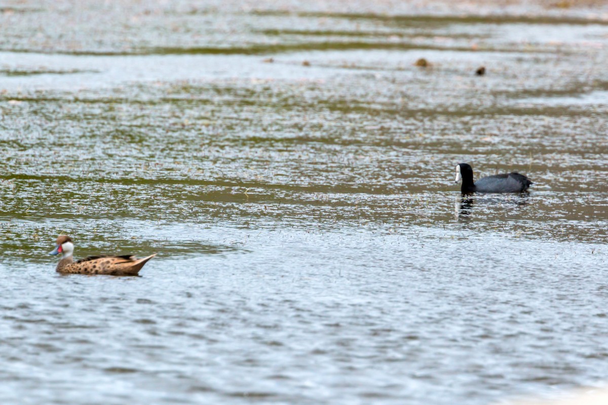 White-cheeked Pintail - ML620464658