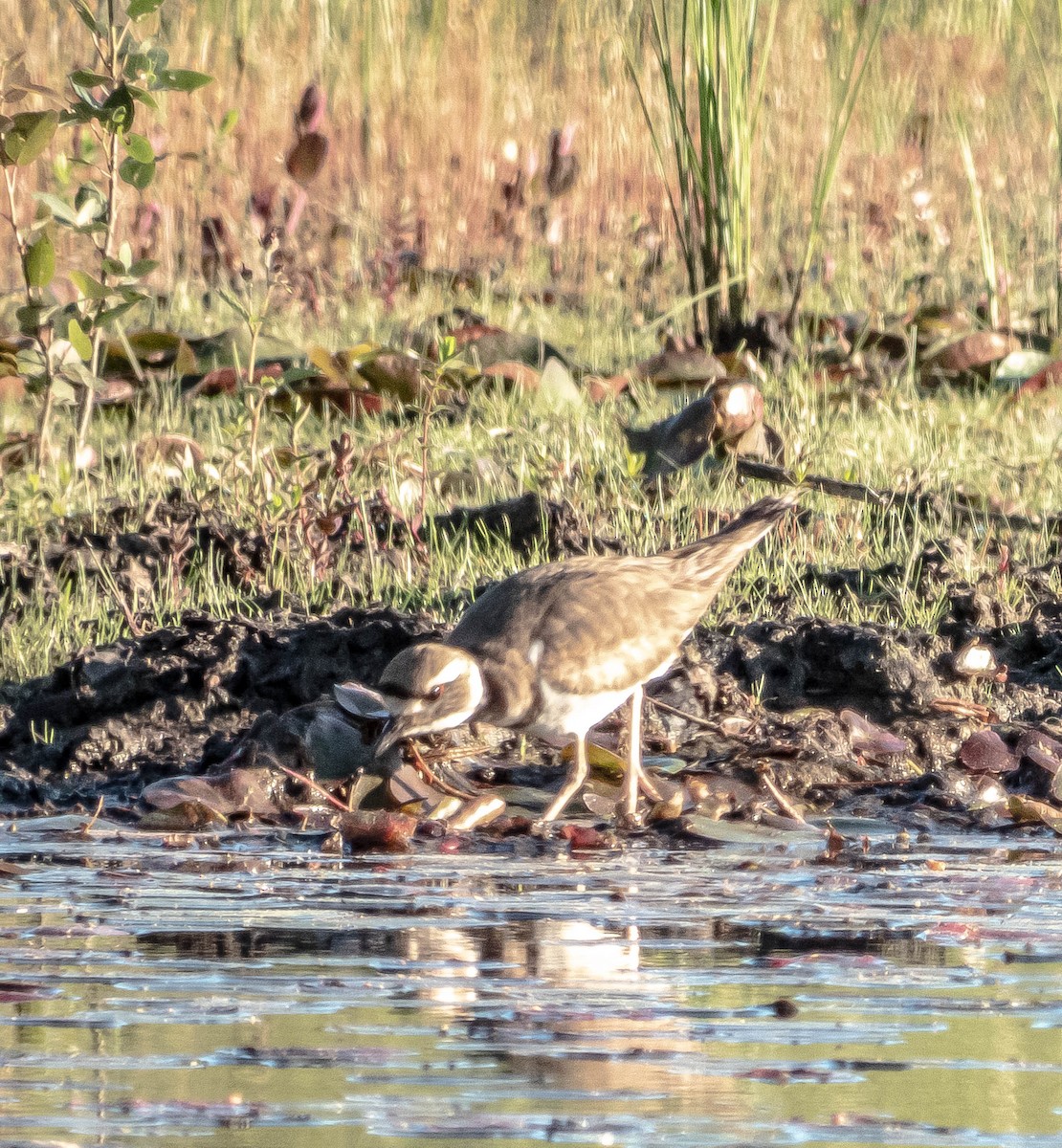 Killdeer - ML620464660