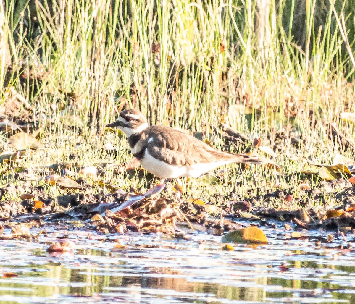 Killdeer - ML620464661