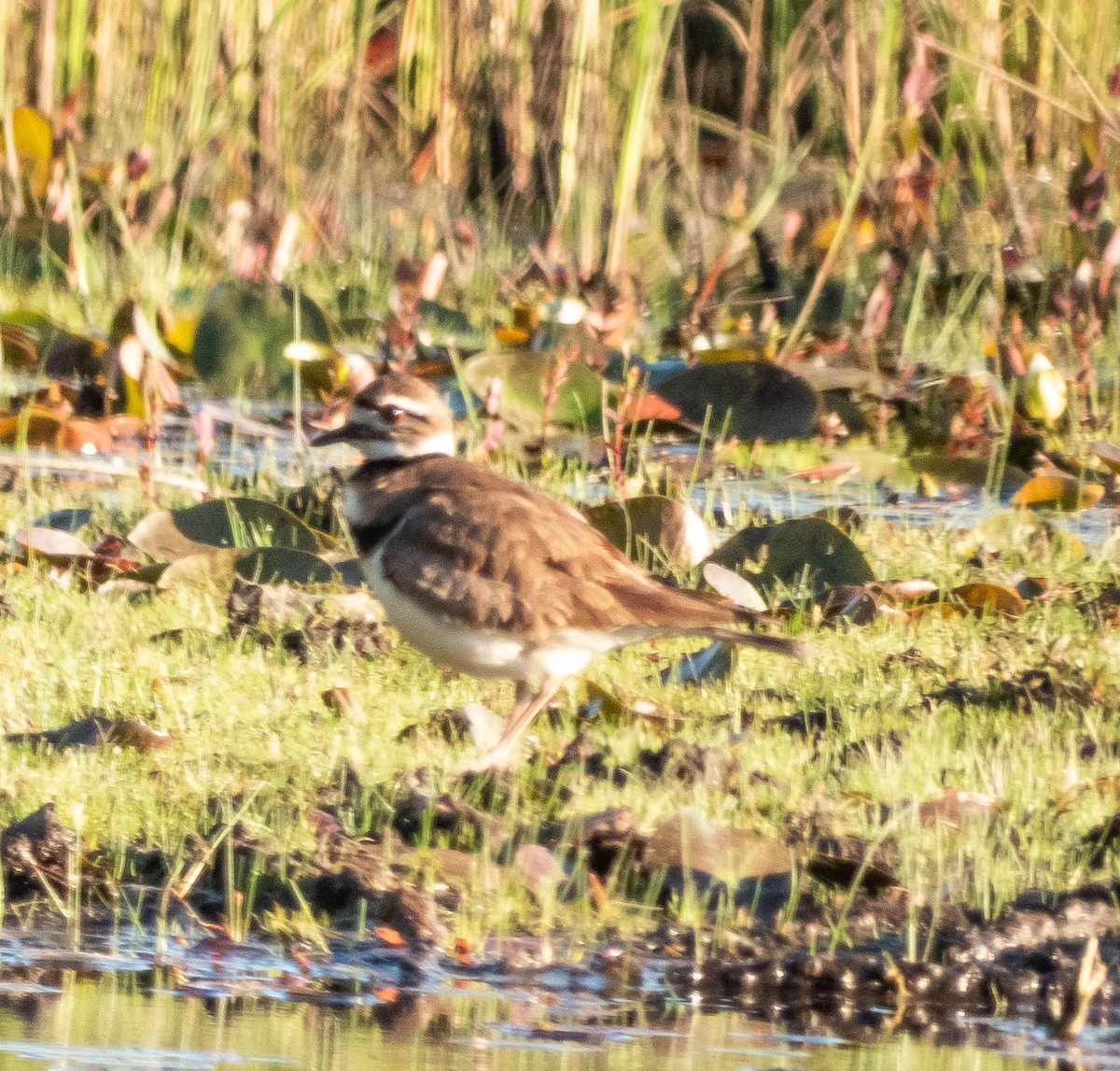 Killdeer - ML620464662