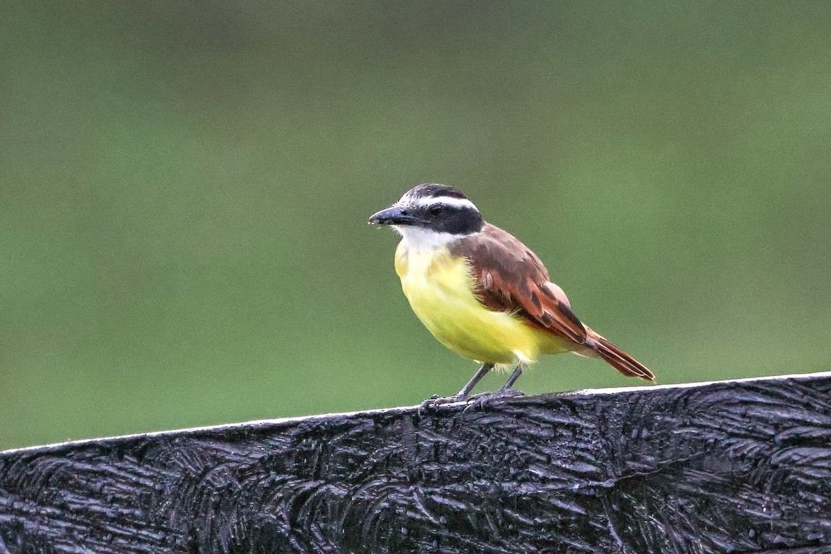 Rusty-margined Flycatcher - ML620464665