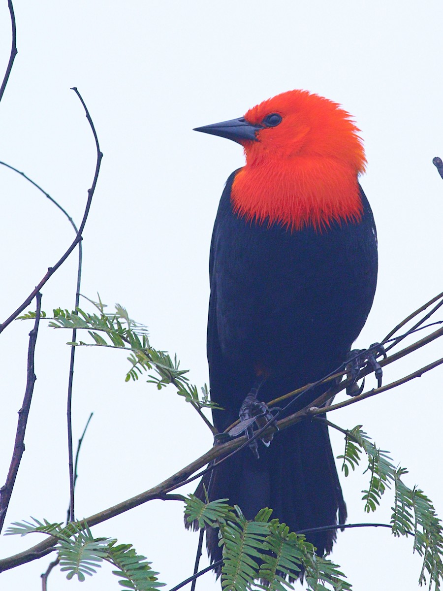Scarlet-headed Blackbird - ML620464669
