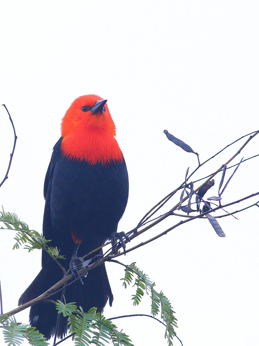 Scarlet-headed Blackbird - ML620464670