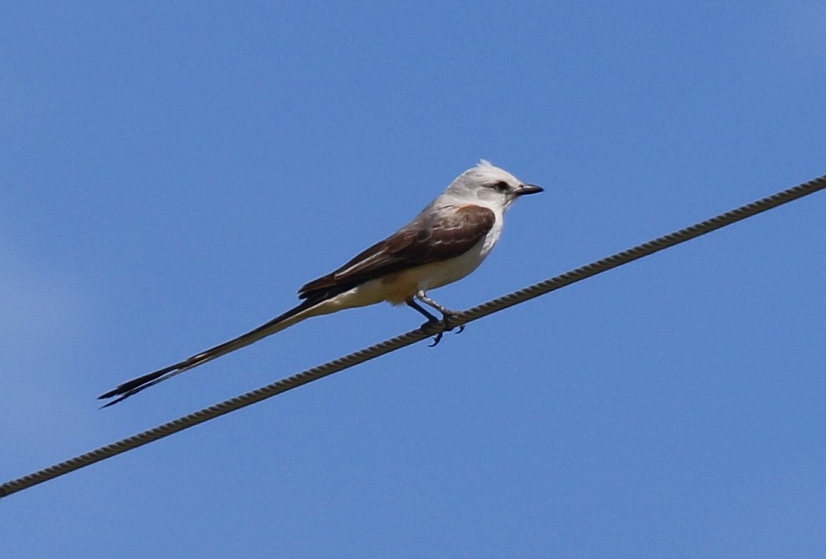 Scissor-tailed Flycatcher - ML620464671