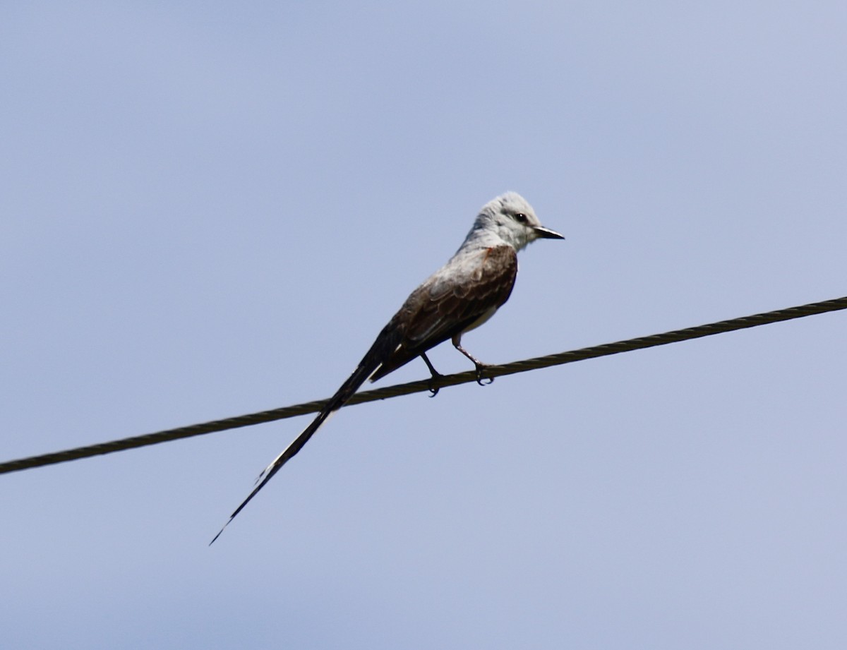 Scissor-tailed Flycatcher - ML620464672