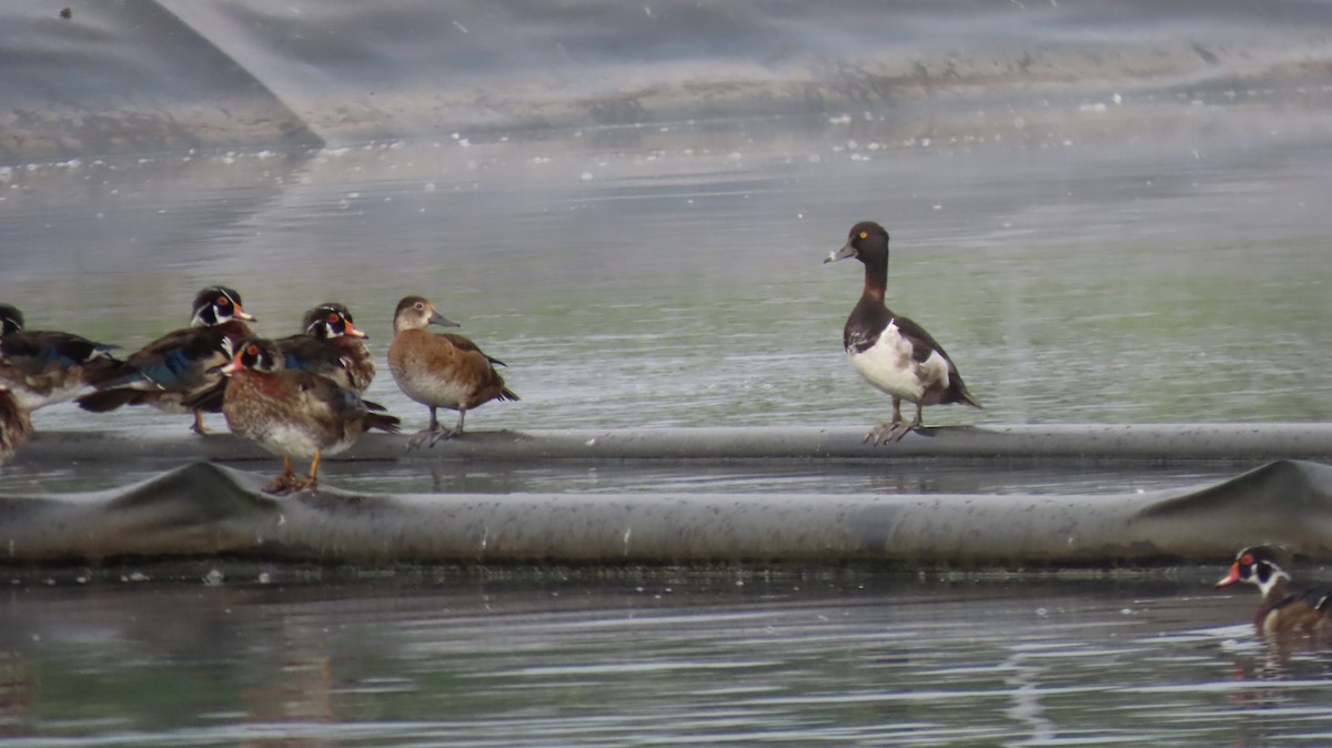 Ring-necked Duck - ML620464677