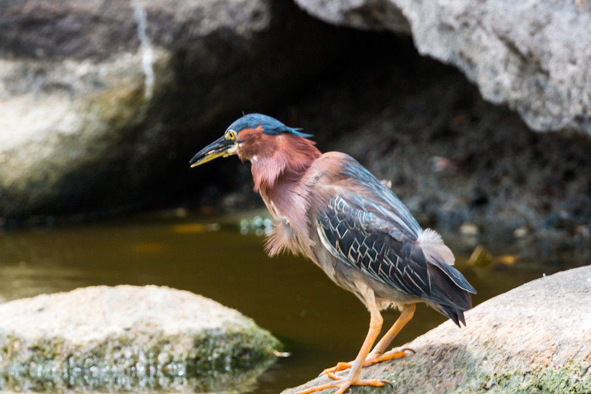 Green Heron - ML620464678