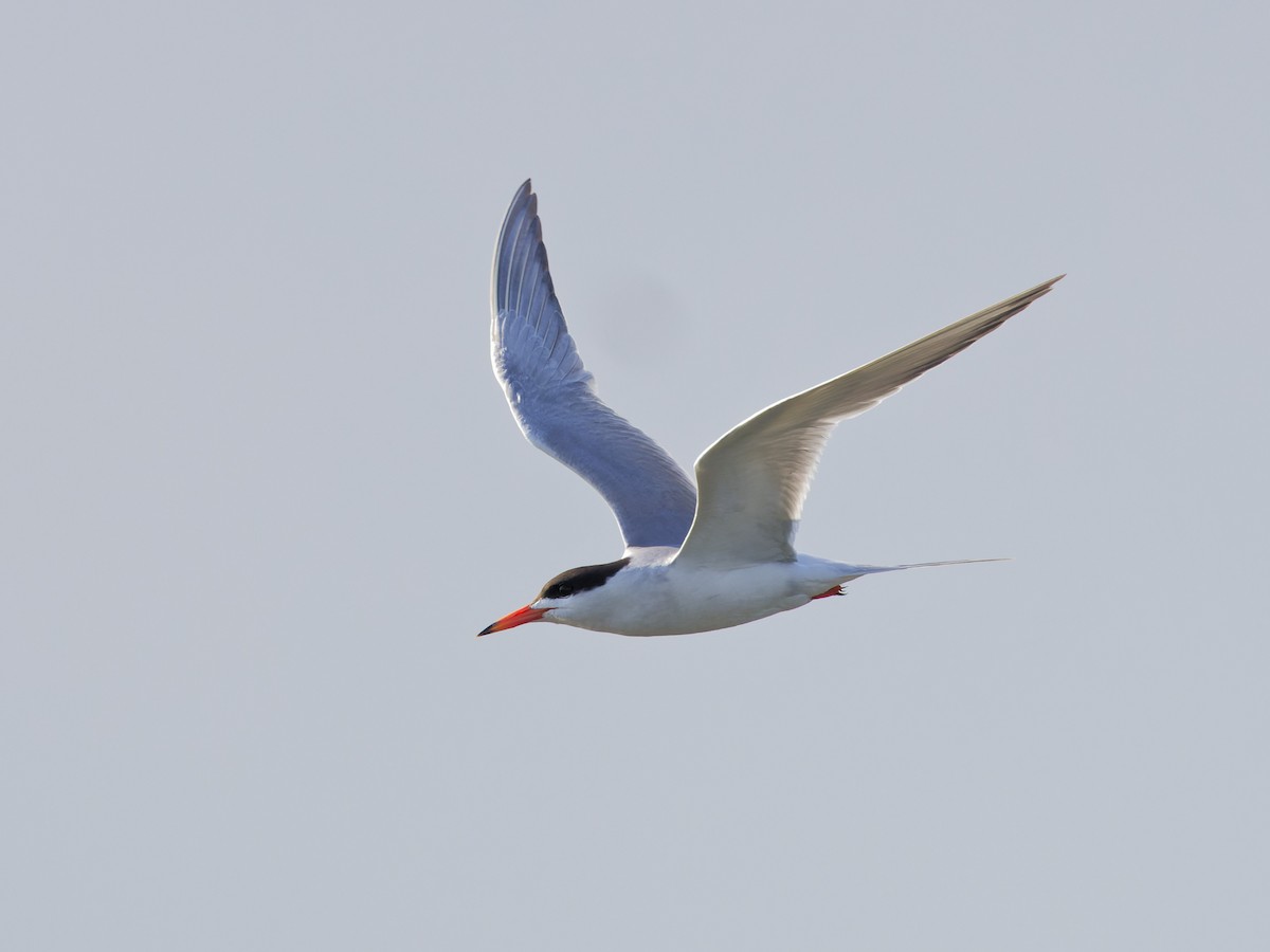 Forster's Tern - ML620464679