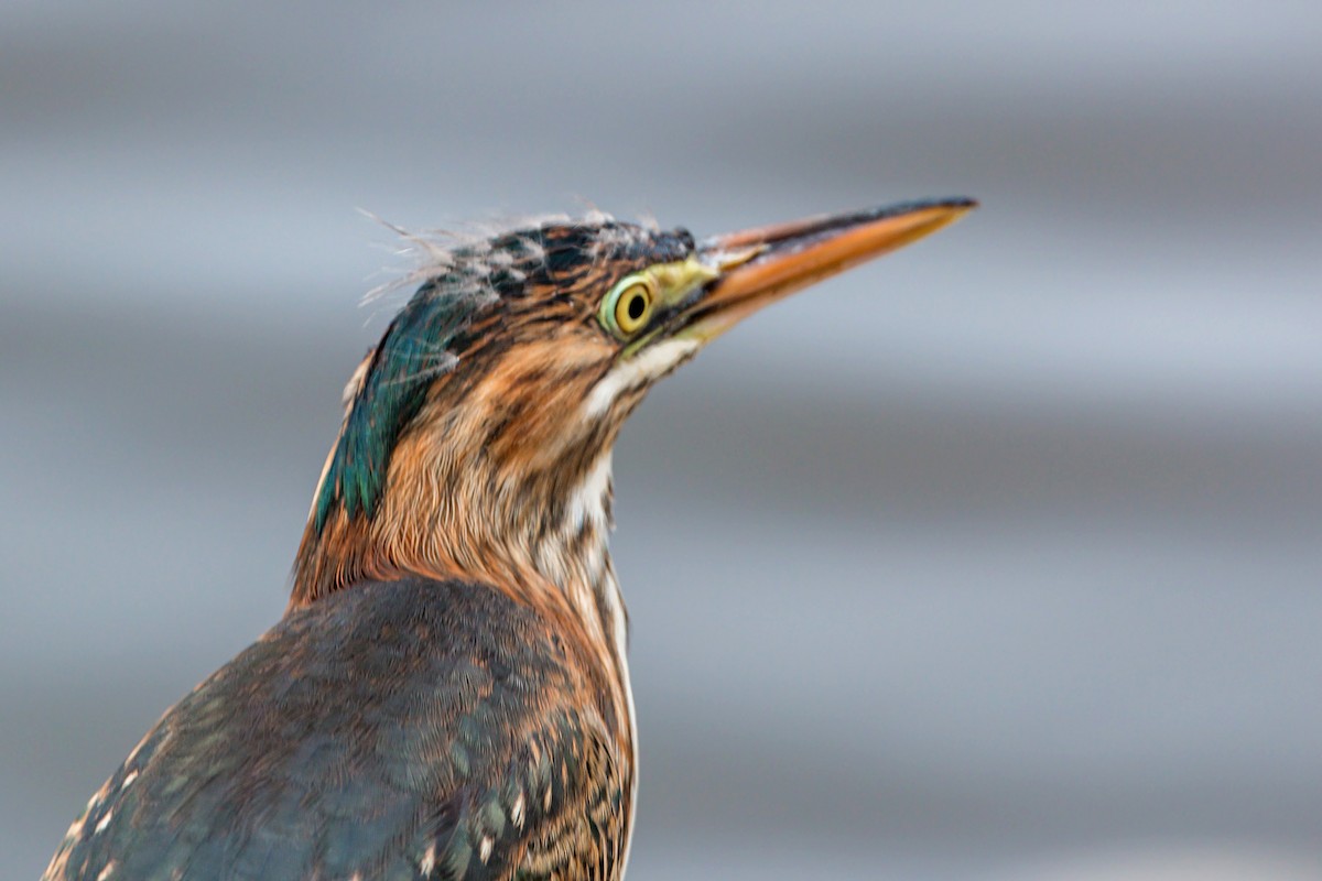 Green Heron - ML620464682