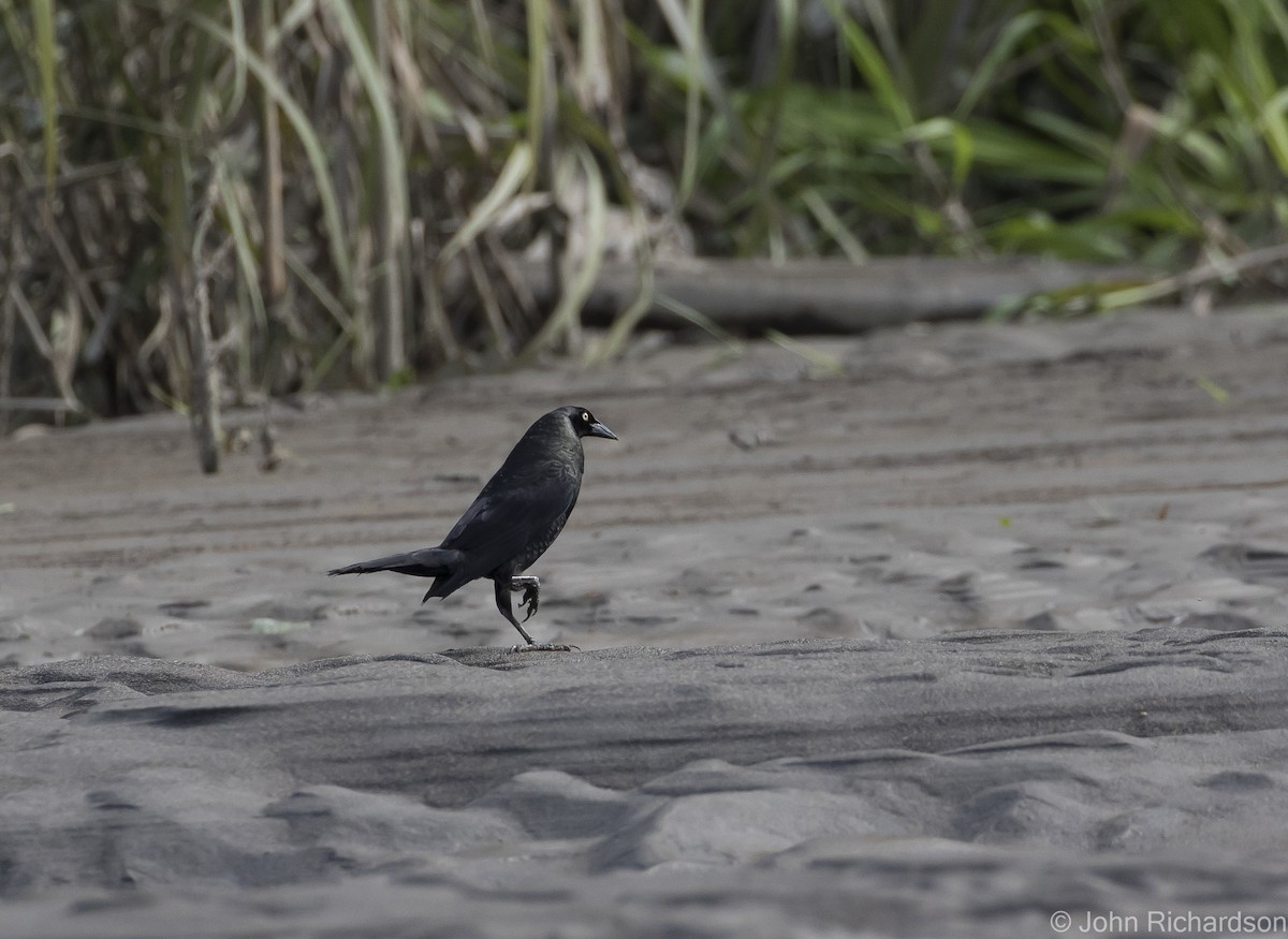 Giant Cowbird - ML620464684