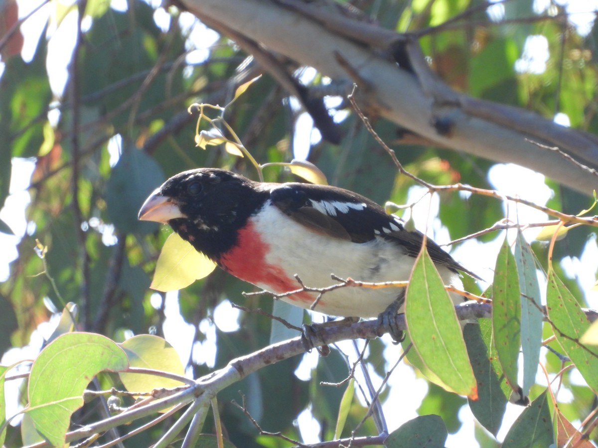 Rose-breasted Grosbeak - ML620464687