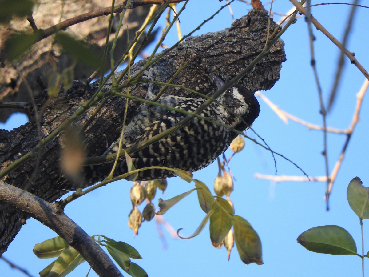 Checkered Woodpecker - ML620464689