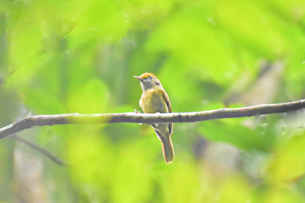 Tawny-crowned Greenlet - ML620464691