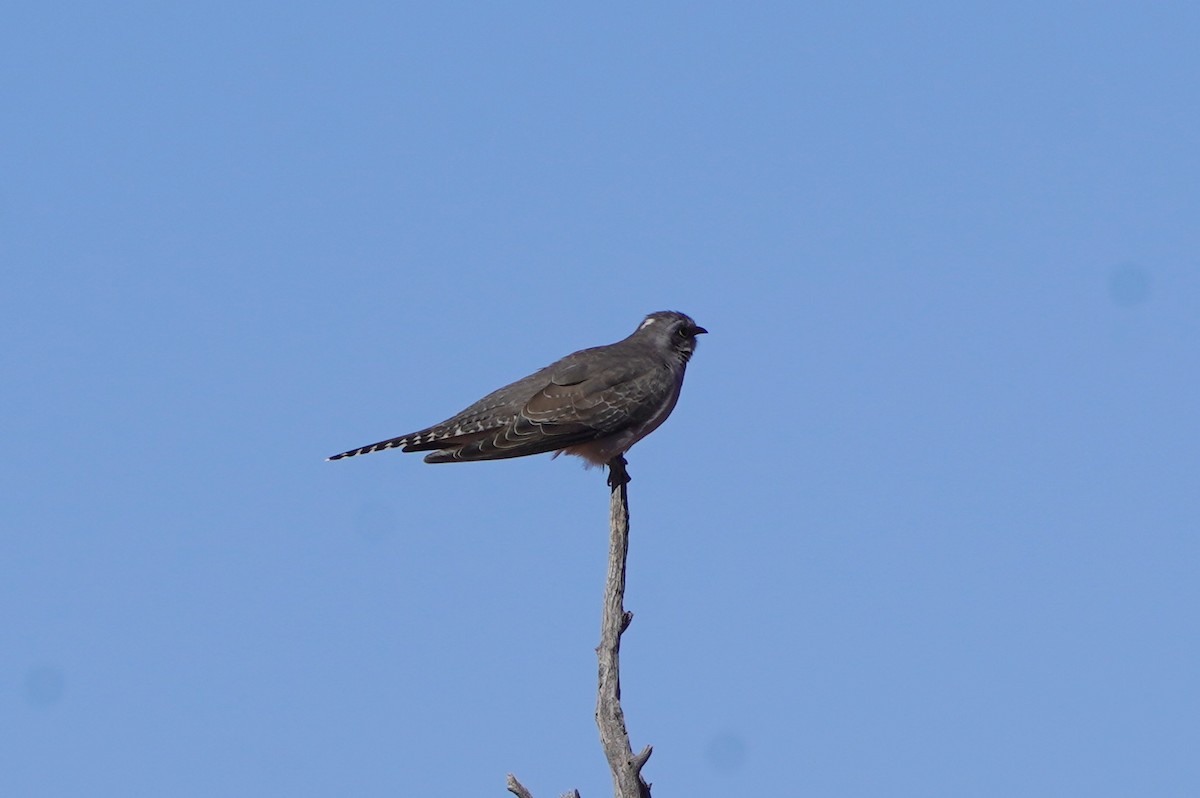 Pallid Cuckoo - Richard Maarschall