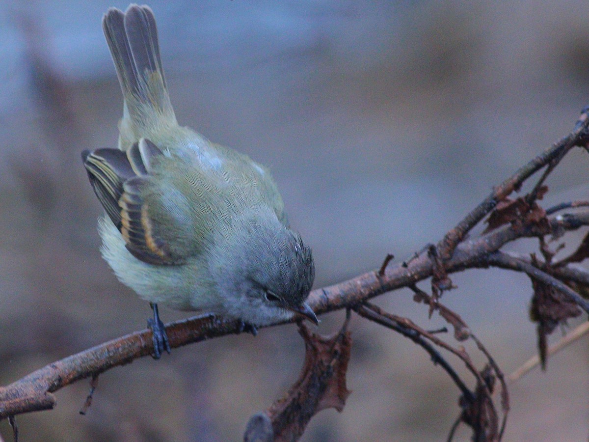 Southern Beardless-Tyrannulet - Paulo Krieser