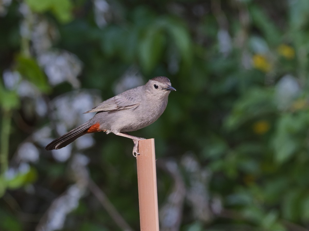 Gray Catbird - ML620464702