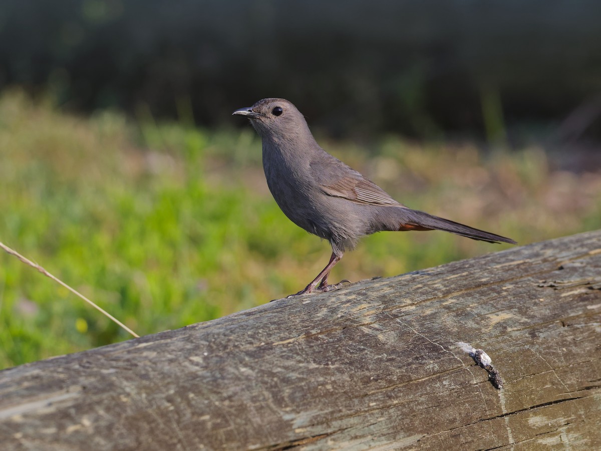 Gray Catbird - ML620464705