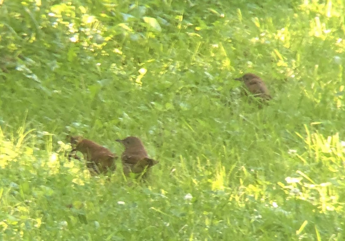 Brown Thrasher - ML620464707