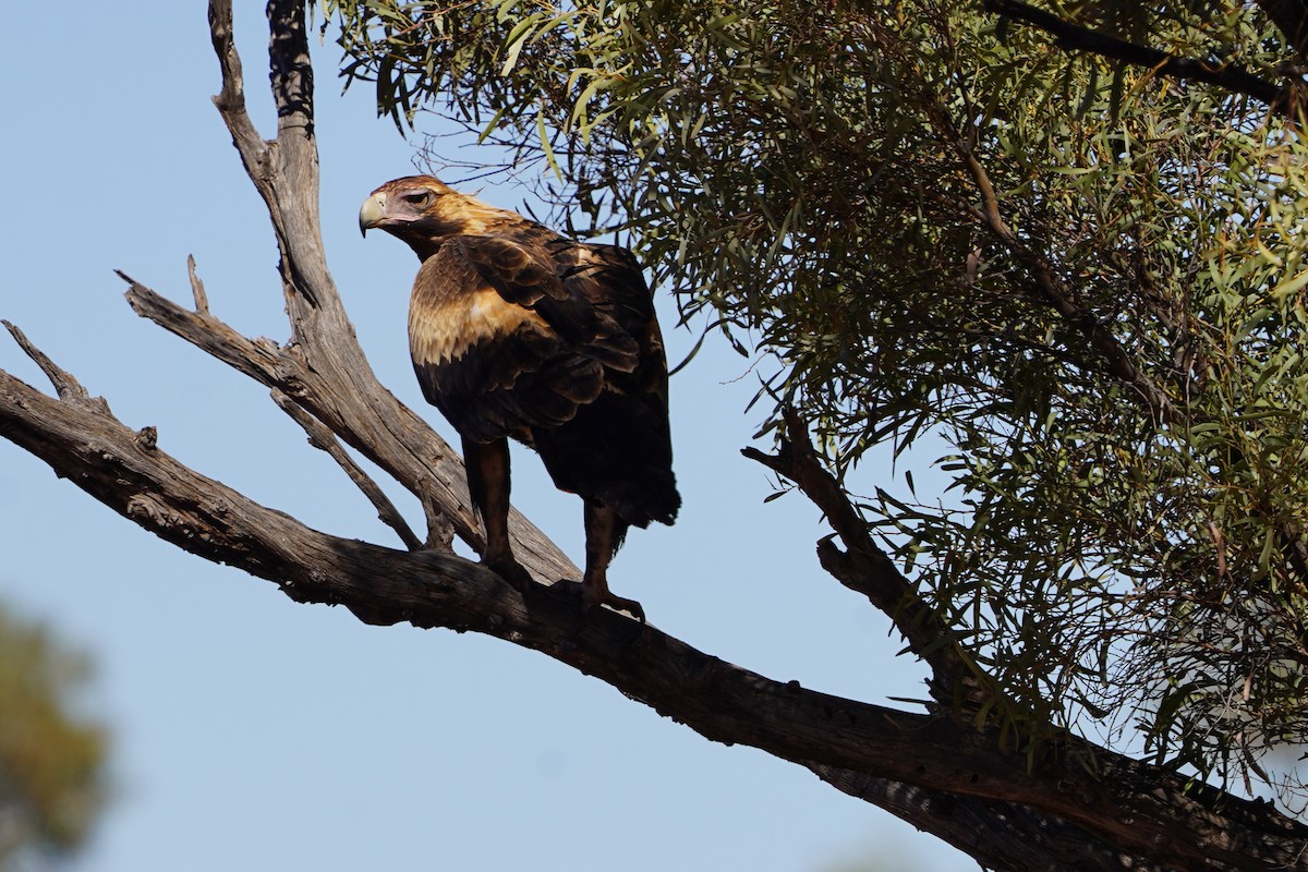 Wedge-tailed Eagle - ML620464709