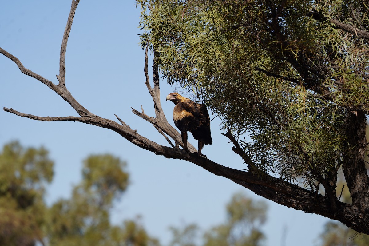 Wedge-tailed Eagle - ML620464711