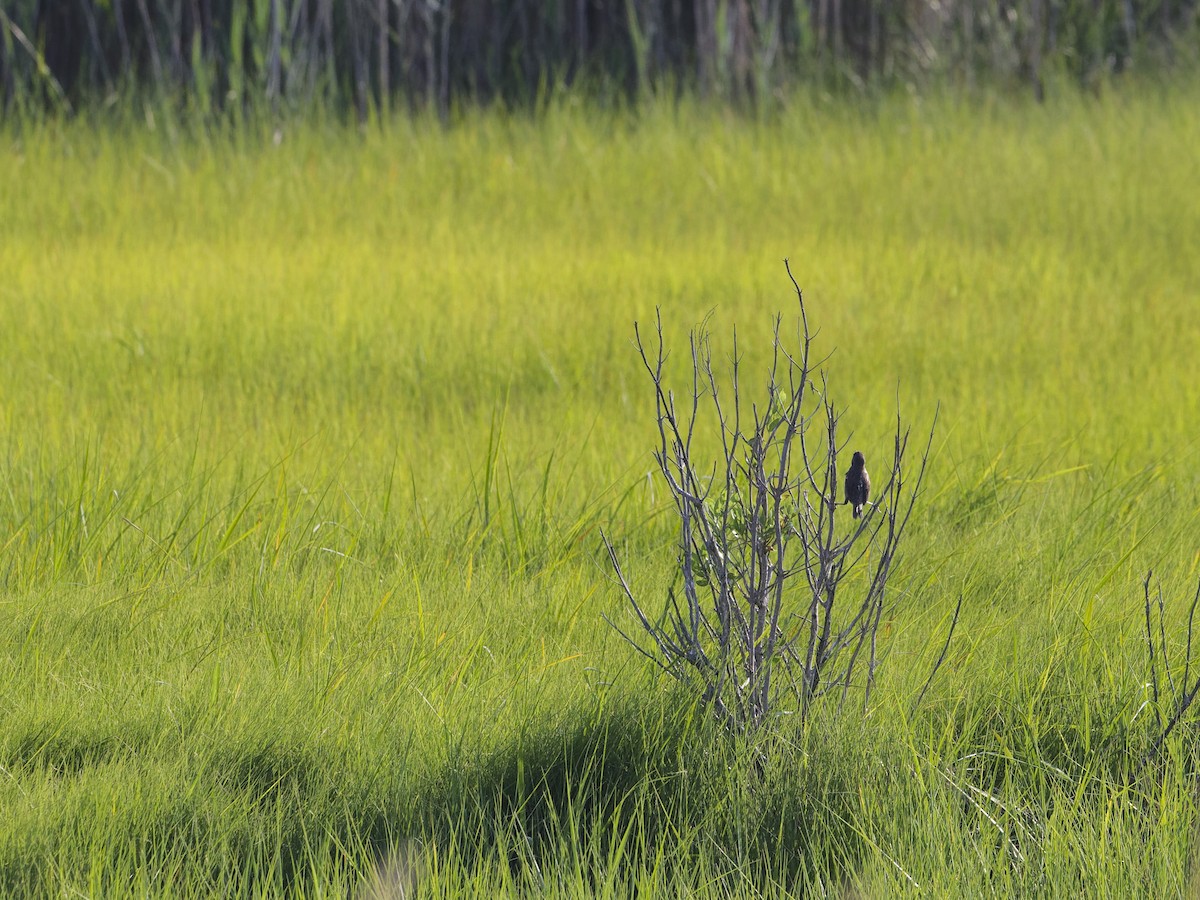 Seaside Sparrow - Angus Wilson