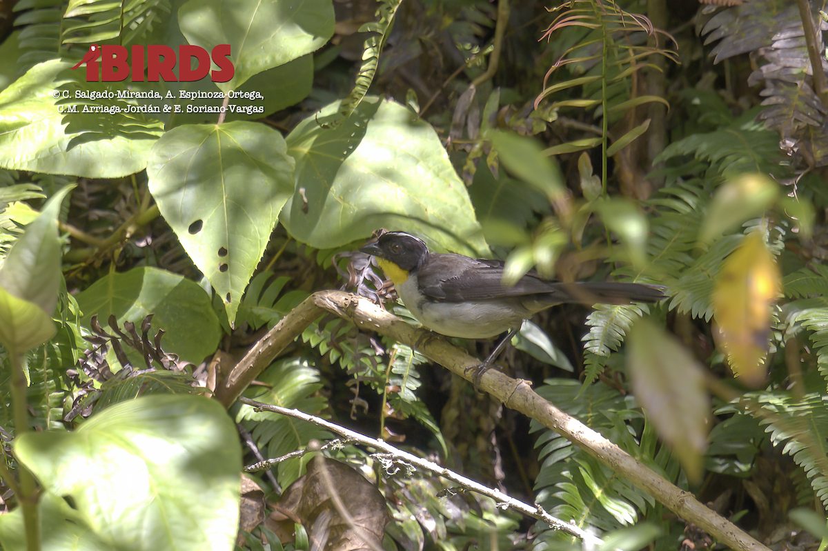 White-naped Brushfinch - ML620464714