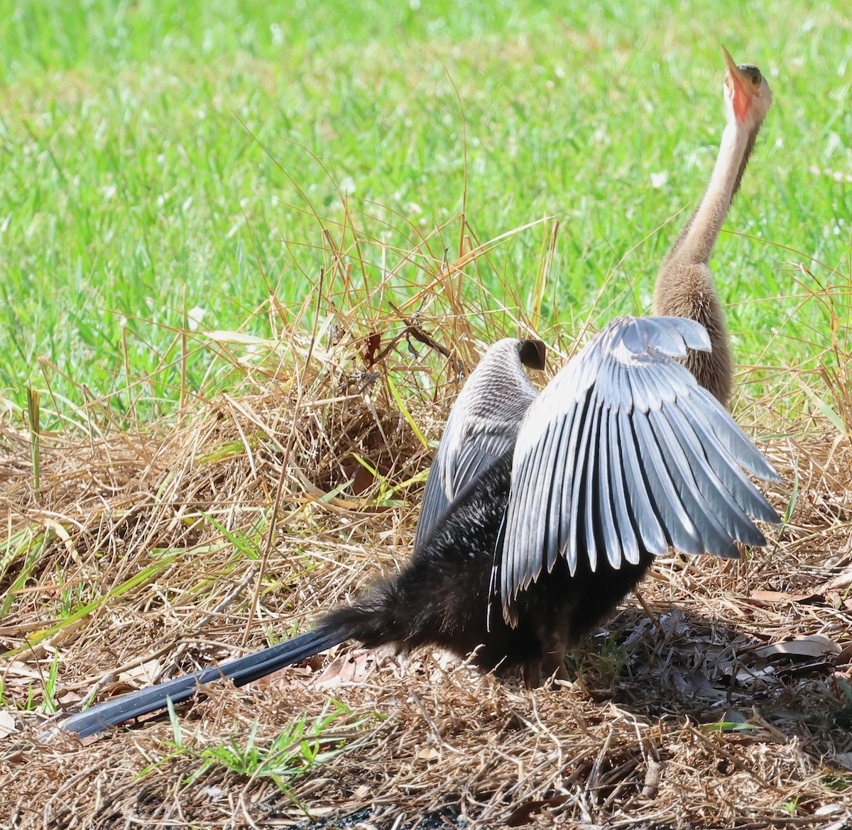 Anhinga d'Amérique - ML620464721