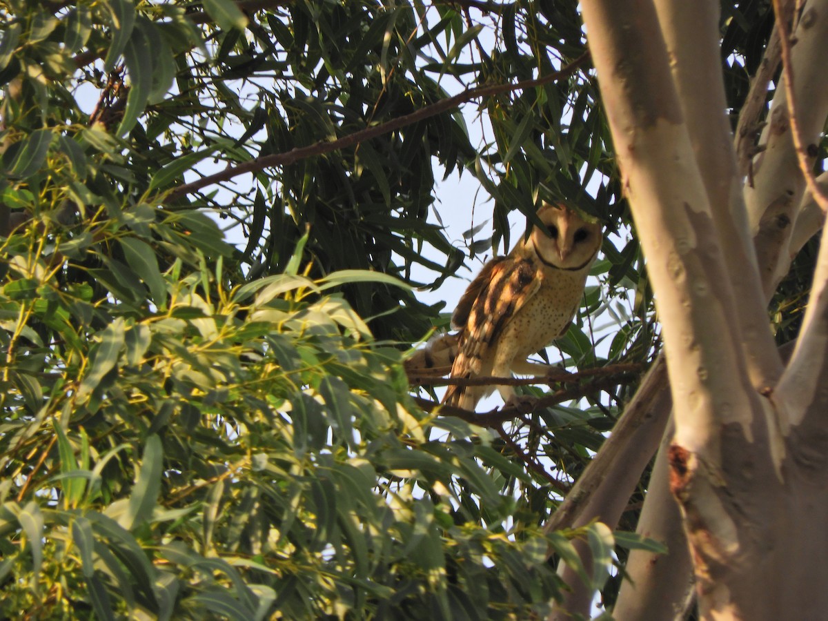 Barn Owl - ML620464728