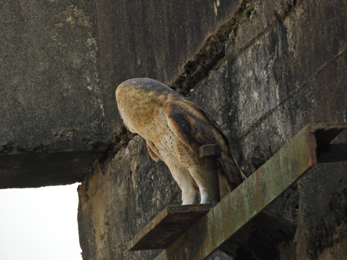 Barn Owl - ML620464729