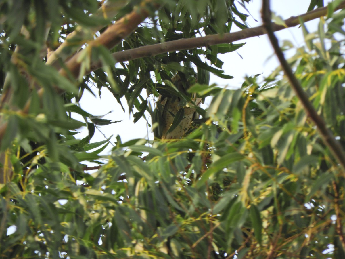 Barn Owl - ML620464732