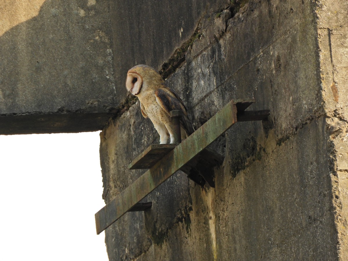 Barn Owl - ML620464733