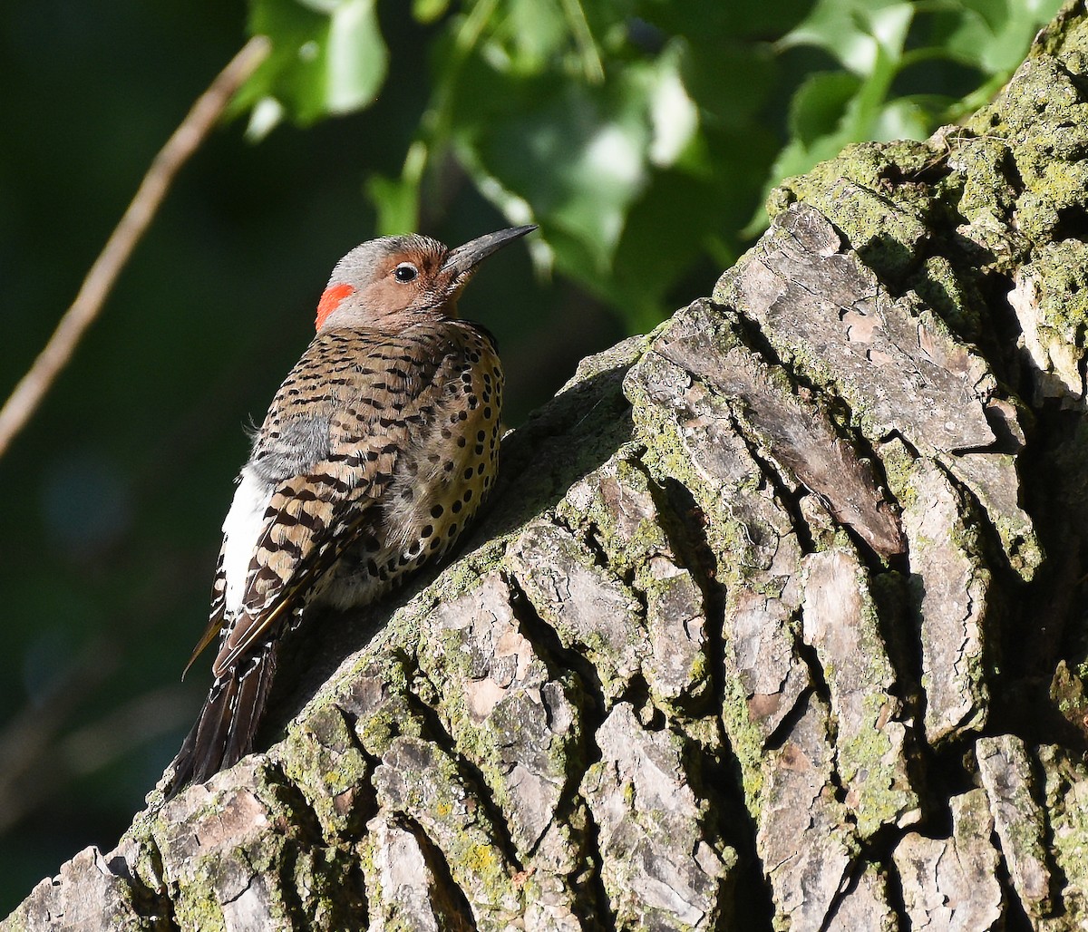 Northern Flicker (Yellow-shafted) - ML620464735