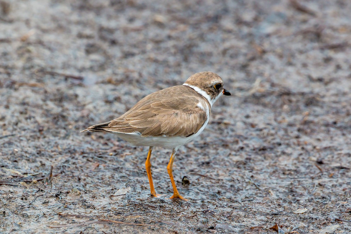 Semipalmated Plover - ML620464740