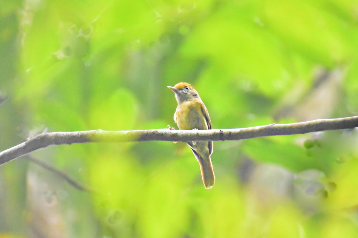 Tawny-crowned Greenlet - ML620464750