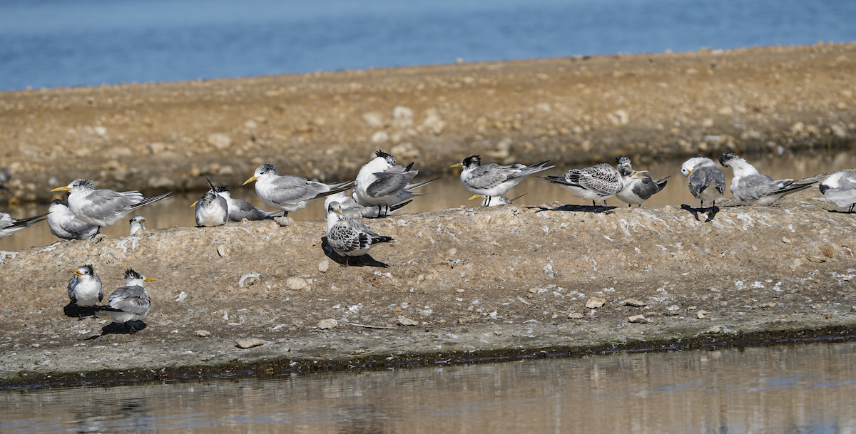 鳳頭燕鷗 - ML620464753