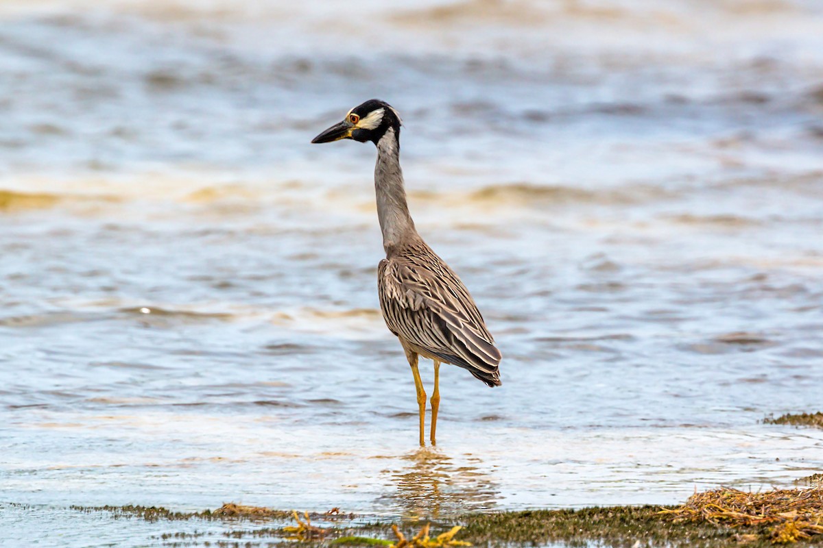 Yellow-crowned Night Heron - ML620464757