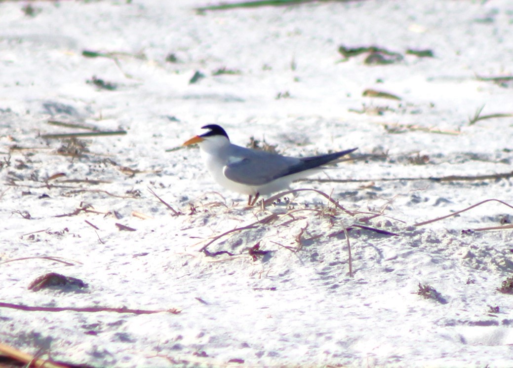 Least Tern - ML620464765