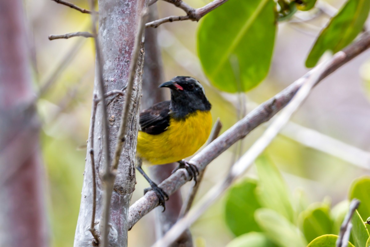 Bananaquit - ML620464766