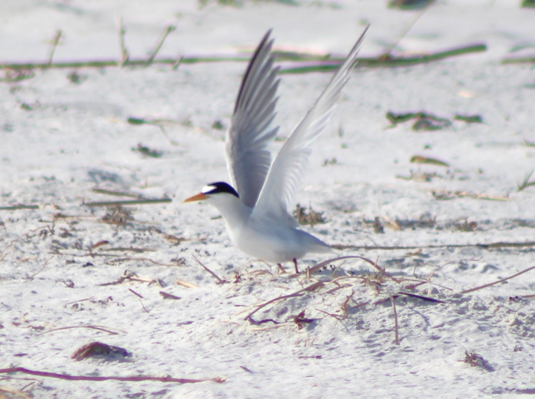 Least Tern - ML620464795