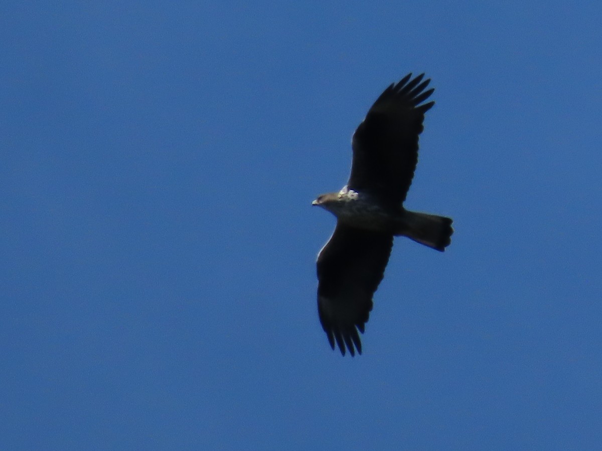 Águila Perdicera - ML620464798