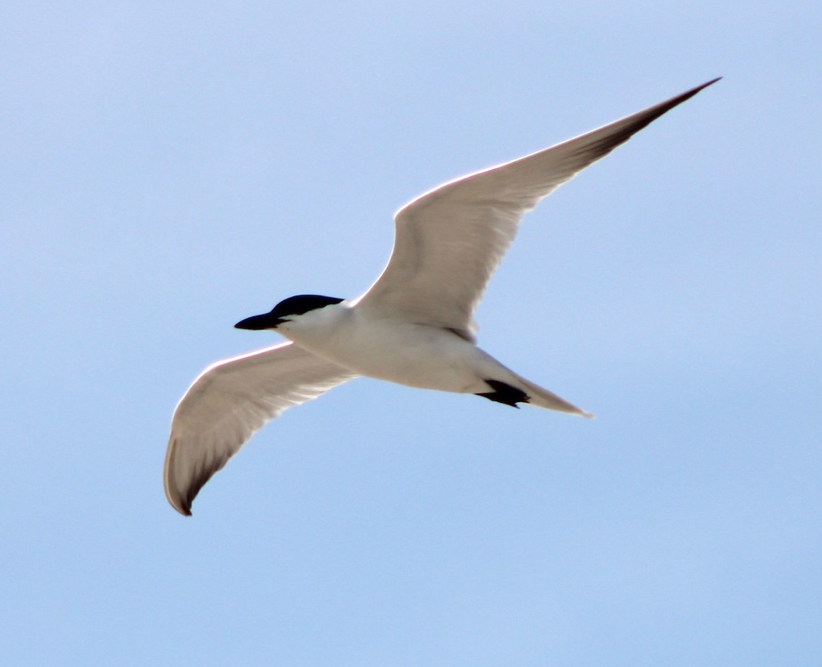 Gull-billed Tern - Kenneth Showalter