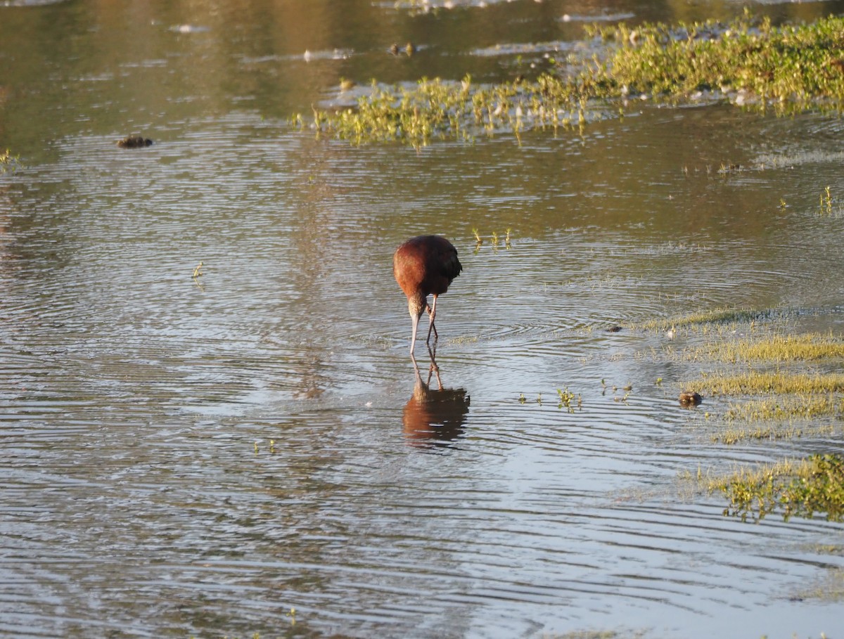 Ibis à face blanche - ML620464817