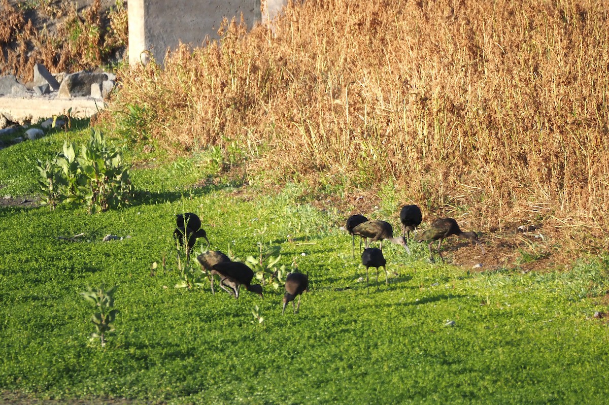 White-faced Ibis - ML620464819