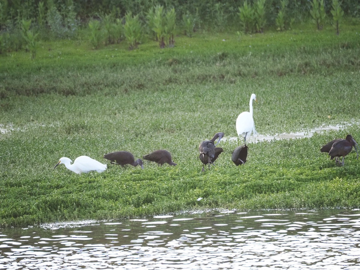 White-faced Ibis - Uma Sachdeva