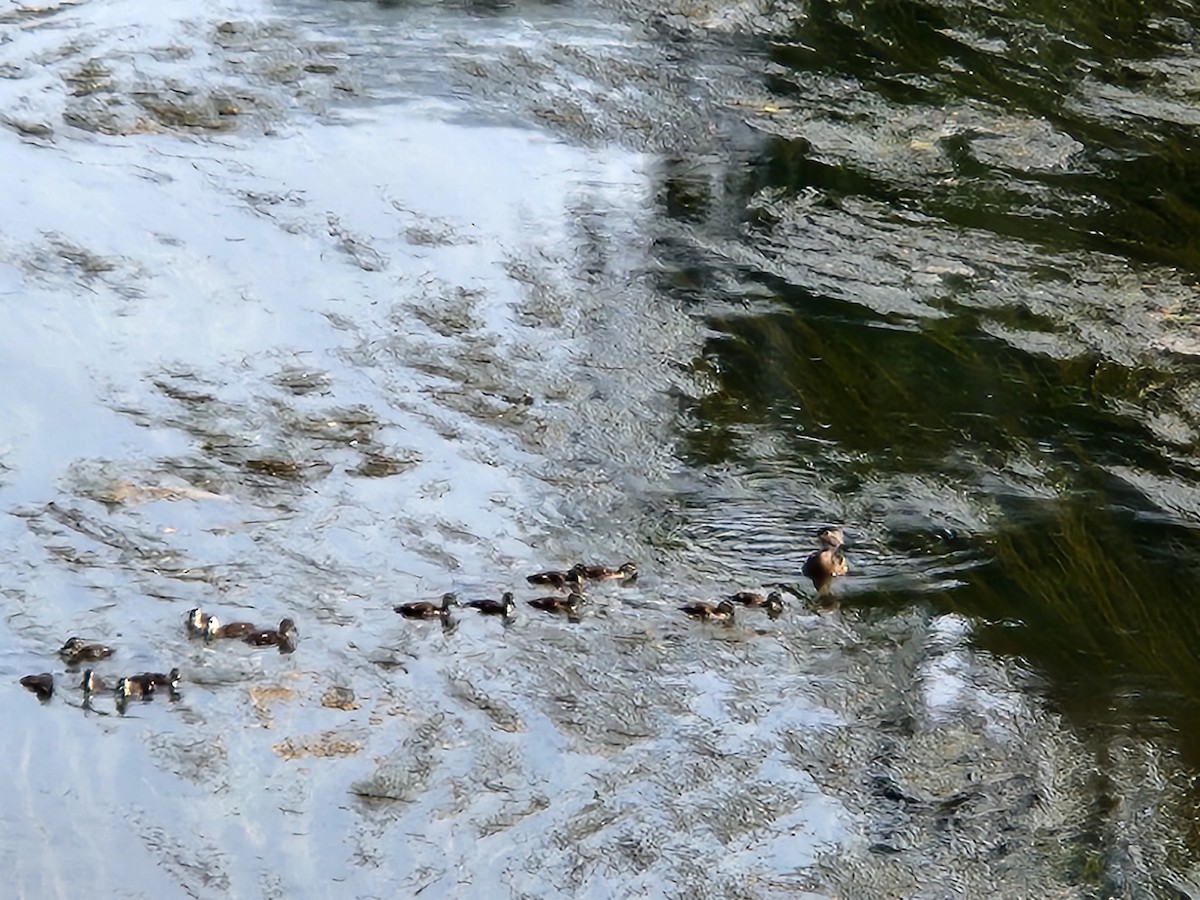 Wood Duck - ML620464827