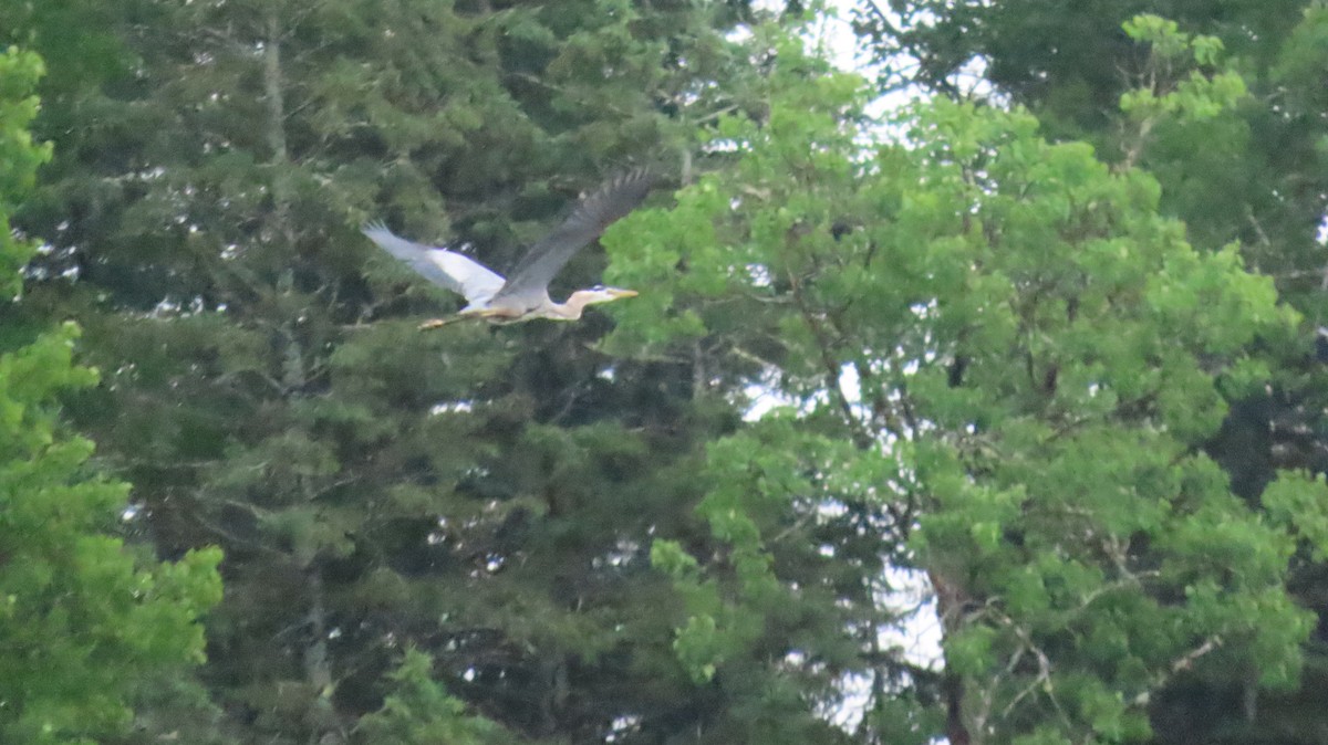 Great Blue Heron - ML620464829