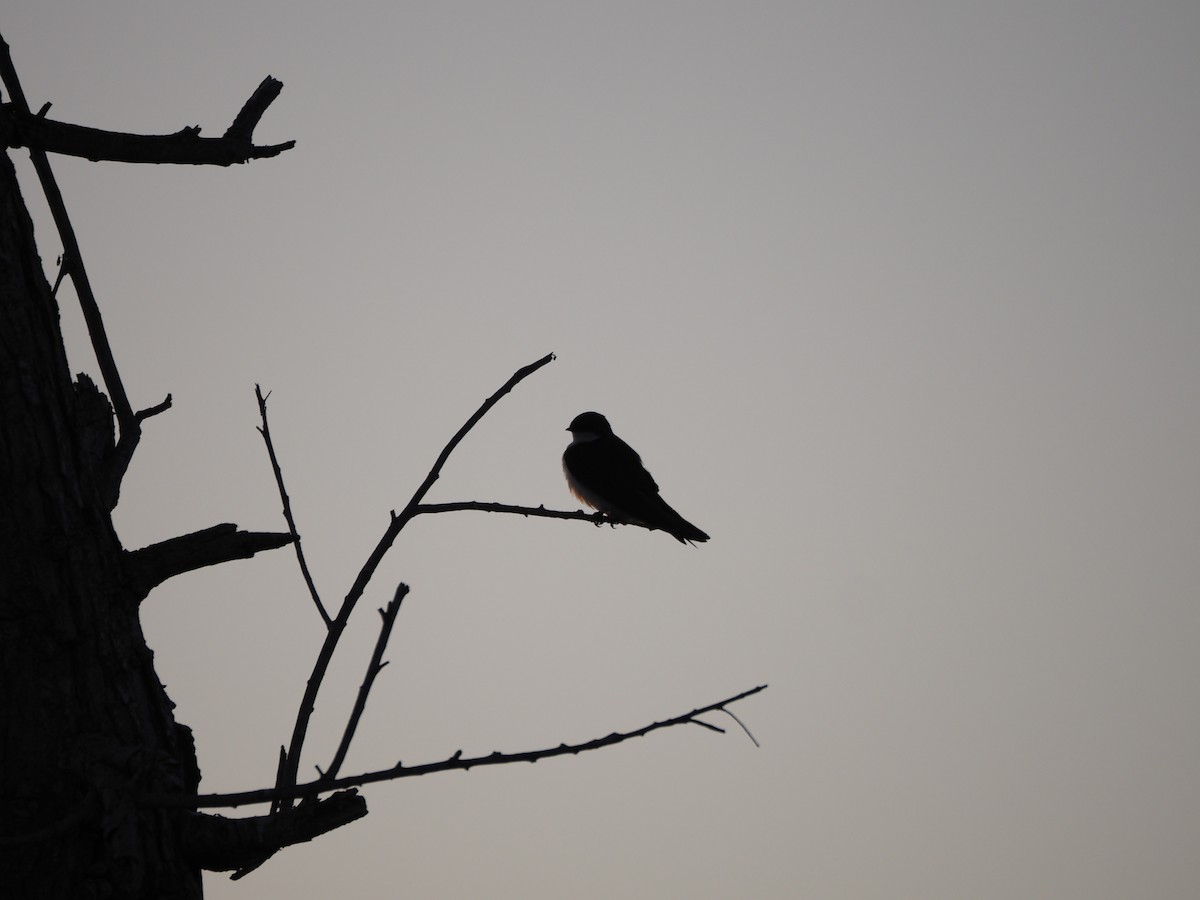 Tree Swallow - ML620464830